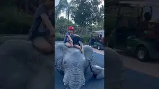 Metro Zoo Miami