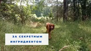 лесная прогулка