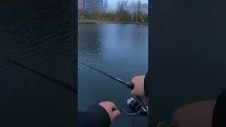 Две поклевки и на третей взяла😂👌 #pike #pikefishing #щука #fishing #fish