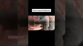 Cats reverse behavior #shorts #рекомендации #шортс #подпишись #тренды #tiktok #cat #животные