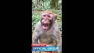 MAKAK clip