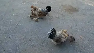 Мамы бентамки с бентамятами. Какое взаимопонимание!