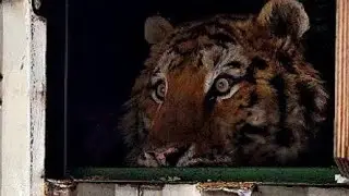 Первые Кадры с Выходом Раненого Амурского Тигра Форестера в адаптационный вольер!