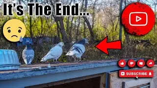 It's The End (Birmingham Roller Pigeons)