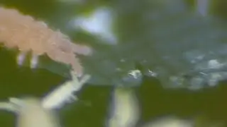 Extreme Close Up Of Springtails 🔍 - Macro Videography - Panasonic + Raynox DCR-250 - Macro Shots