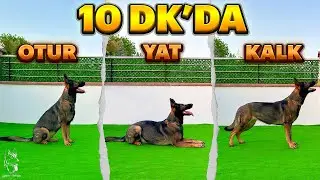 10 DAKİKADA KÖPEĞE OTUR ,YAT,KALK EĞİTİMİ 🐶