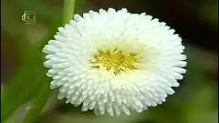 Department of angiosperms. Family of Compositae. Characteristics of the family