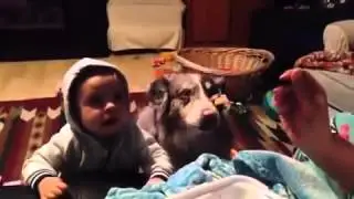 Кто умнее ребенок или собака/Someone smarter than a child or a dog