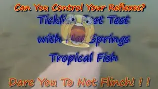 COMEDY | Ticklish Feet Dare With Hot Springs Tropical Fish ! | Dare You Not To Flinch, Too!