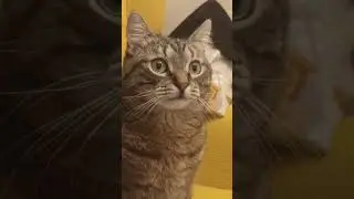 Слежка за белыми медведями 