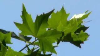 Las abejas. Meditación / Bees. Meditación / ザ・ビーズ瞑想 / Canon in D, by Pachelbel