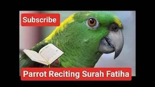 parrot reciting surah fatiha | parrot reciting quran @Ch.ImranAli786