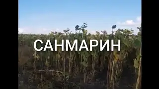 Санмарин гибрид подсолнечника
