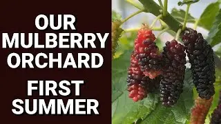 Our Mulberry Orchard - First Summer Progress and Lessons Learned