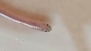 صغير الثعبان عمر يوم للبيع
