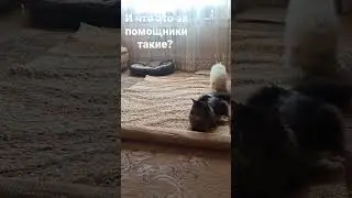 And what are these helpers? #animals #шортс #тикток #животные #tiktok #instagram #cat #dog #рекоменд