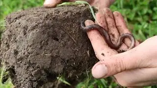 The great Kiwi earthworm
