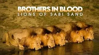 Brothers In Blood : Lions of Sabi Sand ll full Hindi documentry ll story of Mapogo brothers 