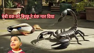 Baby Duck मंदिर में जिन्दा होते ही बिच्छू ने डंक मार दिया  | Keshav shorts vlog | #petsvlog