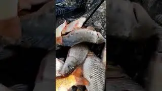 смотри. ещё был клёв. взяли пару карпов #рыбалка #флэтфидер #gerafishing