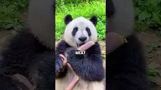 Why Pandas Are Terrible (But Still Adorable)