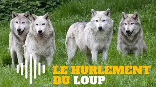 Le hurlement du loup ( Le cri du loup )