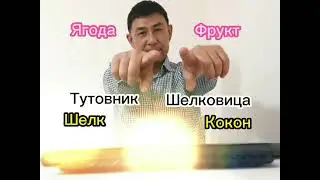 ТУТОВНИК ИЛИ ШЕЛКОВИЦА? ЯГОДА ИЛИ ФРУКТ? КОКОН, ГУСЕНИЦА, ШЕЛК. 2022