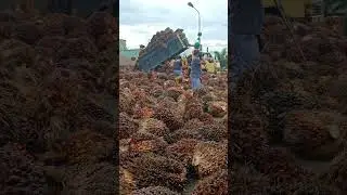 Truck truck skill jumping tertinggi #shorts