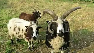 WIEZE : DE VLIEGENETERS WANDELROUTE : DEEL 2