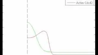 Pattern Formation WITH CONTRACTION