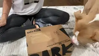 Barkbox November 2021 Opening | Home Fur Thanksgiving Theme