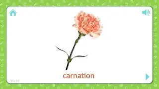 Carnation - Flowers - Flashcards for Kids
