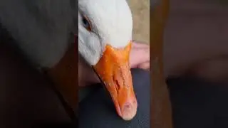НЕВЕСТА ДЛЯ ГРИШИ. 