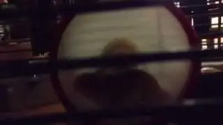 Slo Mo Pet