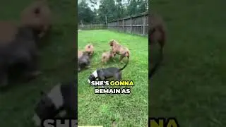 False Pregnancy in Dogs.mp4