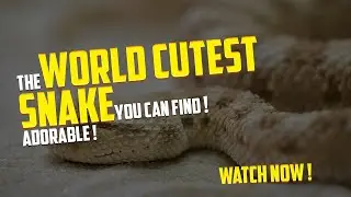 Snake Secrets: Earth's Cutest Snake
