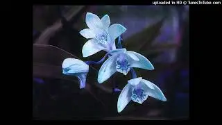 Polygon City - Gnosiology of an orchid [cathedral mix]