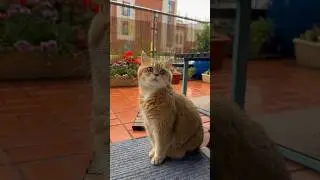 А вы любите грустить под дождь?😀 #cat #безкотаижизньнета #смешнойкот #котки #котик #котэ #юмор #кот