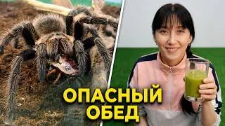 Ядовитый паук(ласиодора парахибана) убивает огромных тараканов. Девушка пьёт тараканий смузи.