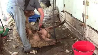 Sheep Shearing Fun in Ohio!