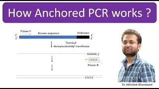 What is Anchored PCR? Principle. How anchored primer is designed? How anchored PCR is done. PCR type