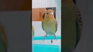 ❤Budgies❤ // #birds // #viralvideo