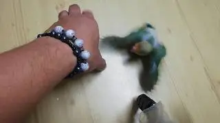 Bird tricks