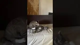 Кошачий массаж