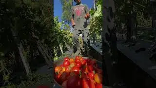 Petik Tomat di Kintamani