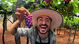 A VERDADE SOBRE AS VINÍCOLAS DE BENTO GONÇALVES