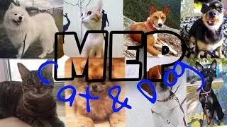 ° YOU ~[ FULL DOG MEP & CAT MEP]