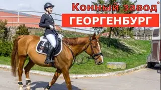 Конный завод в Георгенбурге