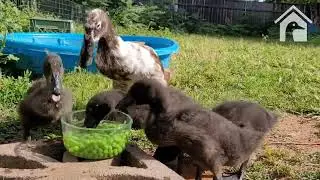Ravenous Raptors
