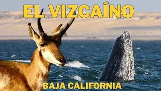 El Vizcaíno: The Natural Sanctuary of Mexico That Few Know About